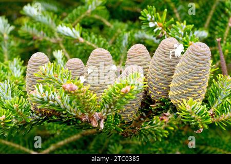 Close up of a cluster of fir cones, possibly a variety of Korean Fir (abies koreana), certainly a species of abies. Stock Photo
