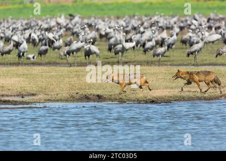 Golden jackal (Canis aureus) hunting Stock Photo