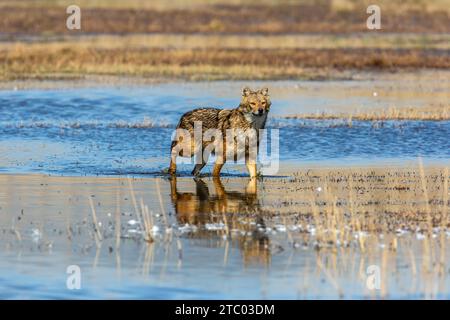Golden jackal  (Canis aureus) Stock Photo