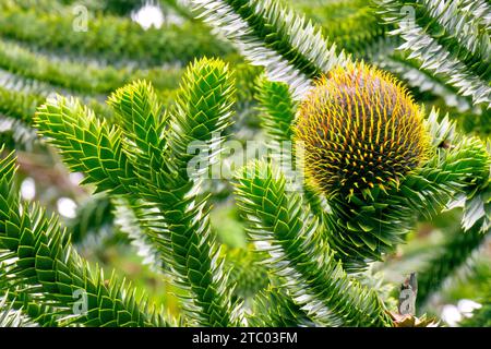 Monkey Puzzle or Chilean Pine (araucaria araucana), close up showing the leaves of the tree and a large female cone developing on the upper branches. Stock Photo