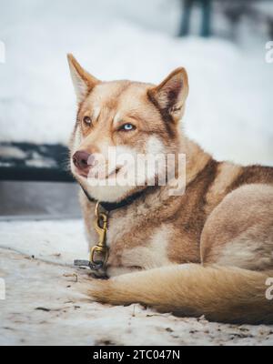 Siberian Husky at the stake out Stock Photo