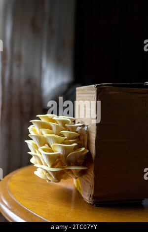 Yellow, golden oyster mushroom, home growing. Copy space Stock Photo