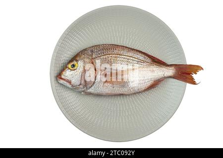 The red snapper fish (Dentex dentex) in the dish on a transparent background Stock Photo
