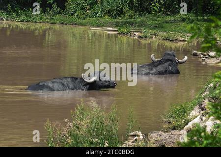 Jafarabadi Buffaloes on water - Water Buffalo (Bubalus bubalis) Stock Photo