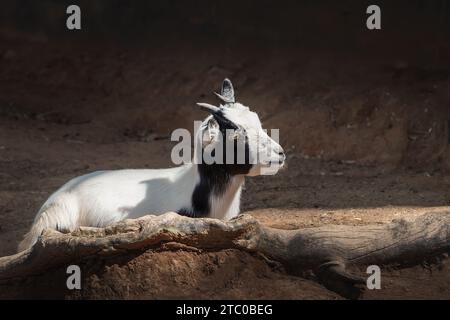 Baby Domestic Goat (Capra hircus) Stock Photo