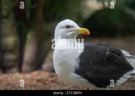 Kelp Gull (Larus dominicanus) - Seagull Stock Photo