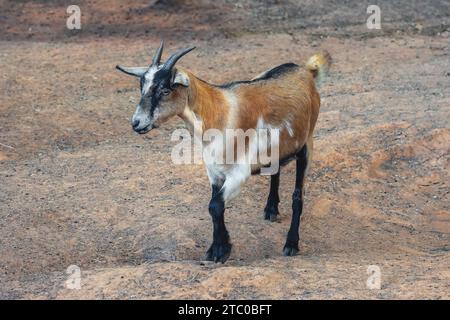 Domestic Goat with horns (Capra hircus) Stock Photo