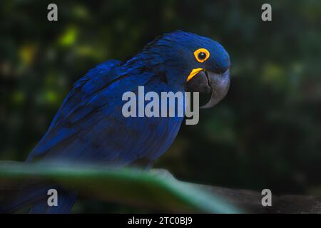 Hyacinth Macaw (Anodorhynchus hyacinthinus) - Blue Macaw Stock Photo