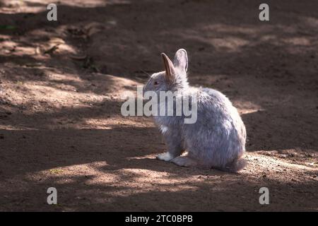 Beautiful Fluffly Gray Domestic Rabbit Stock Photo