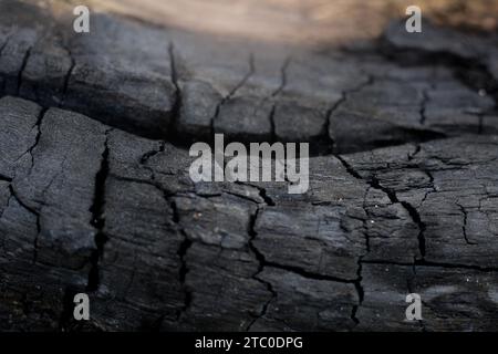 burning tree charcoal, charcoal texture, selective focus. forest fire concept Stock Photo