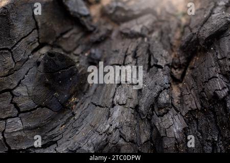 burning tree charcoal, charcoal texture, forest fire concept. selective focus. Stock Photo