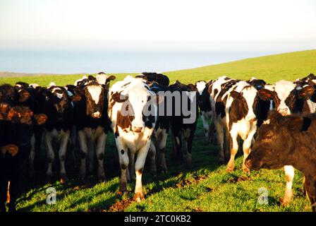 Dairy cows gather in a herd on a farm Stock Photo