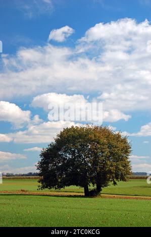 A lone tree stands in the middle of vast fertile farmland Stock Photo