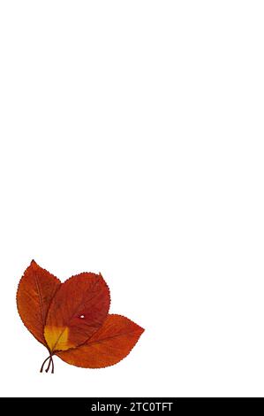 Three dried red leaves isolated on a white background. Stock Photo