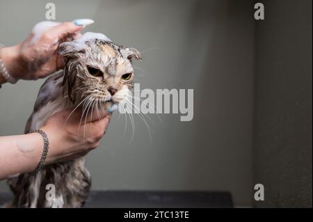 Woman shampooing a tabby gray cat in a grooming salon.  Stock Photo