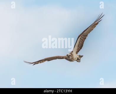 The eastern osprey (Pandion haliaetus cristatus) in flight in Queensland, Australia, isolated with copy space, Stock Photo