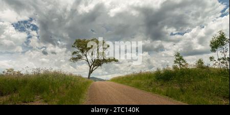 Alone tree on the brow of a hill with storm clouds in the distance. Stock Photo