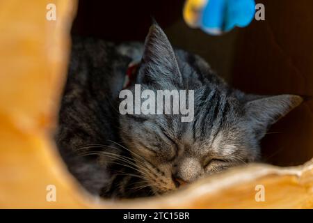 Tiger cat sleeping in a carton box Stock Photo
