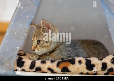 Young cat looking very curious Stock Photo