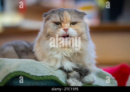 Old cat curious sitting in a basket Stock Photo