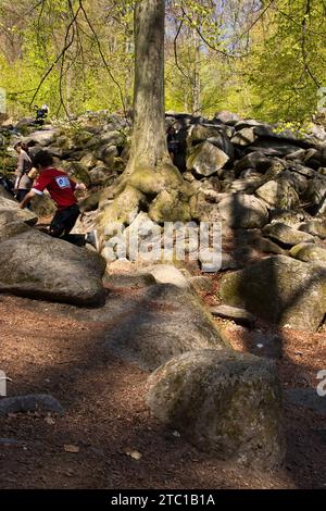 Lautertal, Germany - April 24, 2021: Tree surrounded by rocks at Felsenmeer, Sea of Rocks, on a spring day in Germany. Stock Photo