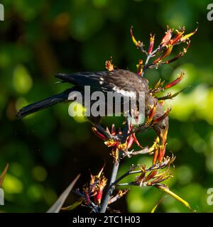 A baby Tui (yellow gape), endemic passerine bird of New Zealand, feeding on flax plant nectar. The flower stamen depositing orange pollen on its head. Stock Photo