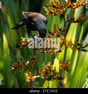 A Tui, endemic passerine bird of New Zealand, feeding on flax plant nectar. The flower stamen depositing orange pollen on its head. Tasman region, Stock Photo