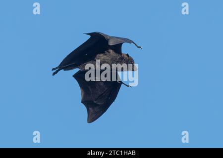 Christmas Island Flying-fox (Pteropus melanotus natalis) in flight, Christmas Island, Australia Stock Photo