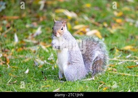 Grey squirrel (Sciurus carolinensis) stands alert amongst the fallen leaves on a garden lawn. Autumn, UK Stock Photo