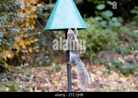 Grey squirrel (Sciurus carolinensis) attempting to climb over a green squirrel baffle to reach garden bird feeders. Autumn, UK Stock Photo