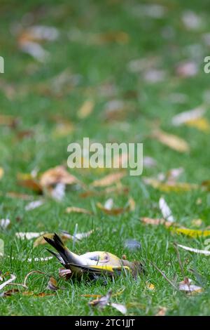 An Ill or injured bird lays on it's back, breathing rapidly. Male greenfinch (Chloris chloris). On the ground amongst autumn leaves on a garden lawn. Stock Photo