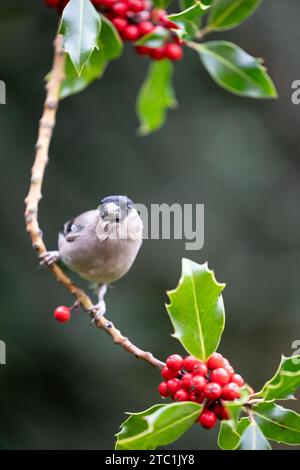 Adult female bullfinch (Pyrrhula pyrrhula) perched in the branch of a holly tree - Yorkshire, UK in Autumn Stock Photo