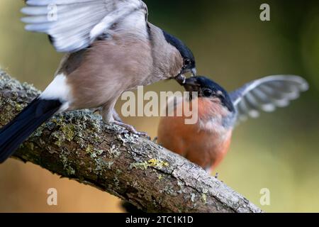 Pair of Bullfinches (Pyrrhula pyrrhula) fighting - Yorkshire, UK in Autumn Stock Photo