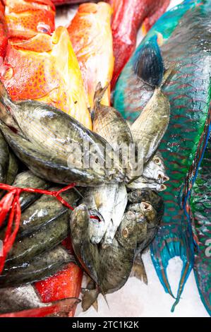 Colorful fish at a stand at a seafood market in Jeddah, Saudi Arabia. Stock Photo