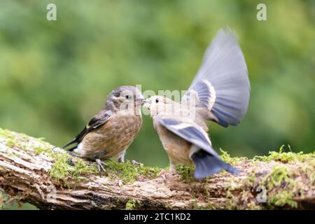 Two Juvenile Eurasian Bullfinch (Pyrrhula pyrrhula) fighting - Yorkshire, UK in September Stock Photo