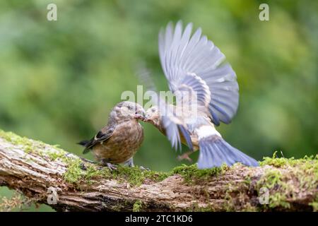 Two Juvenile Eurasian Bullfinch (Pyrrhula pyrrhula) fighting - Yorkshire, UK in September Stock Photo