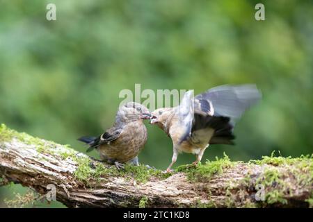 Two Juvenile Eurasian Bullfinch (Pyrrhula pyrrhula) fighting - Yorkshire, UK in September Stock Photo