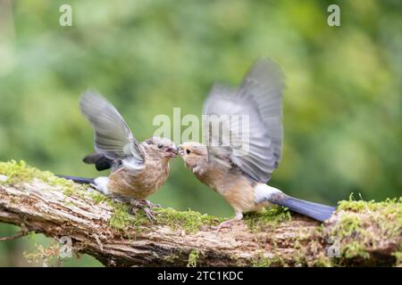 Two Juvenile Eurasian Bullfinch (Pyrrhula pyrrhula) fighting - Yorkshire, UK in September Stock Photo