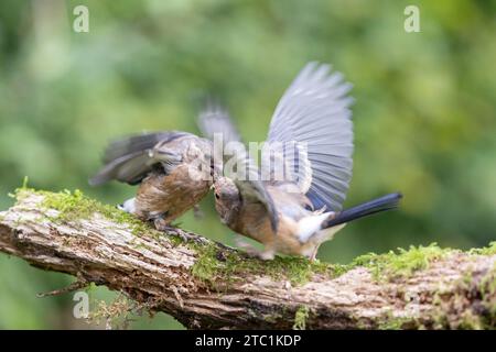 Two Juvenile Eurasian Bullfinch (Pyrrhula pyrrhula) fighting - Yorkshire, UK in September Stock Photo