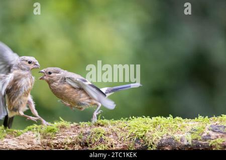 Two Juvenile Eurasian Bullfinch (Pyrrhula pyrrhula) fighting - Yorkshire, UK in September Stock Photo