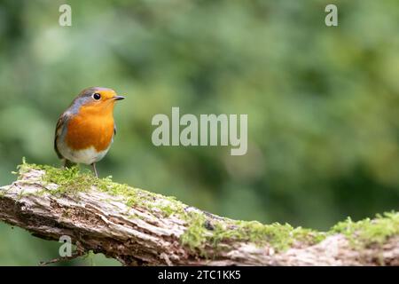 European Robin (Erithacus rubecula), facing copy space, perched on a branch - Yorkshire, UK in September Stock Photo