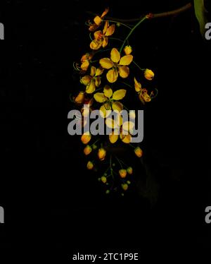 User Flowers of Cassia fistula in black background Stock Photo
