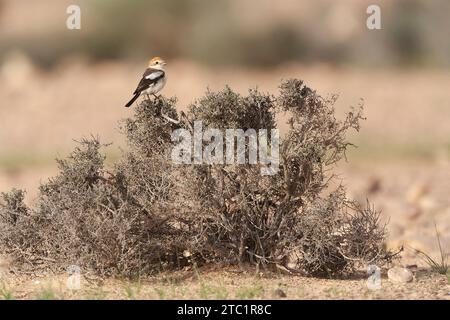 Female Woodchat Shrike, Lanius senator, during early spring migration in Negev desert of Israel. Stock Photo