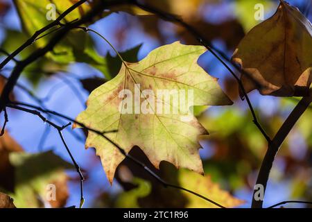 Brightly Lit Colorful Autumn Leaves Stock Photo