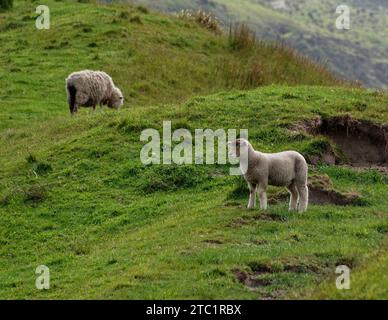 A ewe or female sheep grazes in the background while a white lamb stands side on to the camera. It is looking at something. Stock Photo