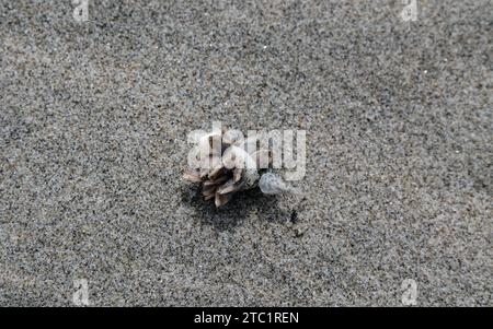 Some little mollus or bivales have attached themselves to a spirula as it has floated in the ocean currents to finally wash up on shore. Stock Photo