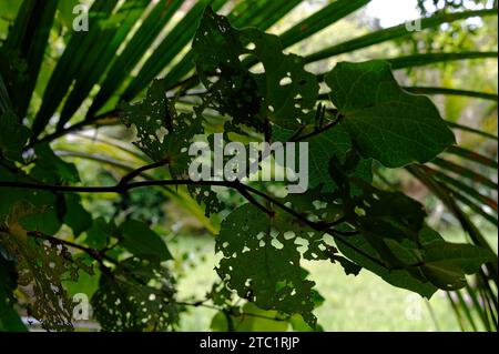 A kawakawa's eaten leaves make interesting patterns. It is framed by a frond. Stock Photo