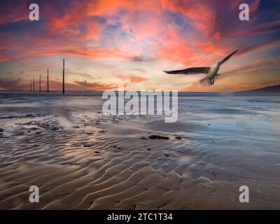 seagull flying over wadden sea on the north sea Stock Photo