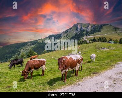 Cows graze on a mountain pasture Stock Photo