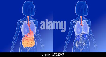 3D illustration of two images of woman's internal anatomy. The digestive and respiratory systems and other internal organs. Transparent image. Stock Photo